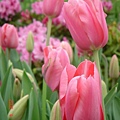 第十一天：庫肯霍夫鬱金香花園 Keukenhof