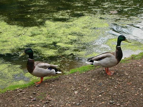 Jubilee Campus