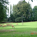 Wollaton Park's Deer Garden