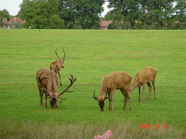 Wollaton Park's Deer Garden