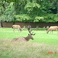 Wollaton Park's Deer Garden