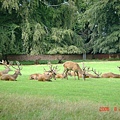 Wollaton Park's Deer Garden