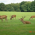 Wollaton Park's Deer Garden