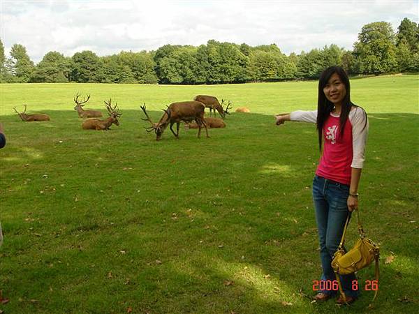 Wollaton Park's Deer Garden