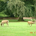 Wollaton Park's Deer Garden