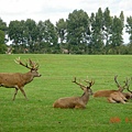 Wollaton Park's Deer Garden