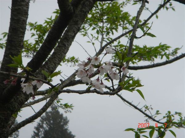 阿里山櫻花