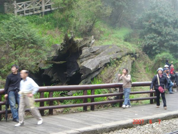 阿里山神木