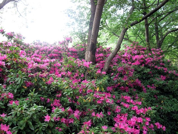 漢拏山樹木園