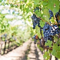 purple-grapes-553462_1920.jpg