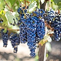 purple-grapes-553464_1920.jpg