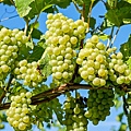 grapes-2656259_1920.jpg
