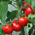 tomatoes-1561565_1920.jpg