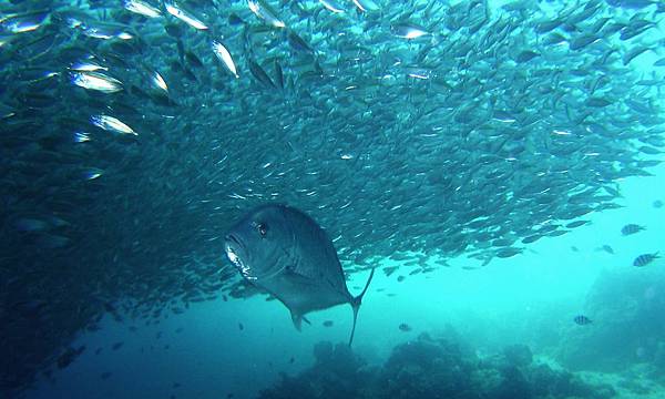 02. El Nido Resorts Activities -  Swim with our 1-min.jpg