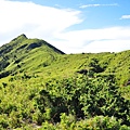 鈴鳴草坡