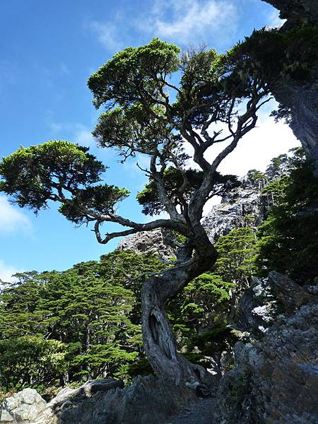 池有名樹