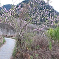 沿產業道路走接至古道