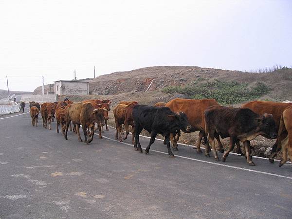 在漁翁島燈塔前1公里的路上突然看到一大群牛