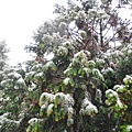 不過還可以去雪山東峰