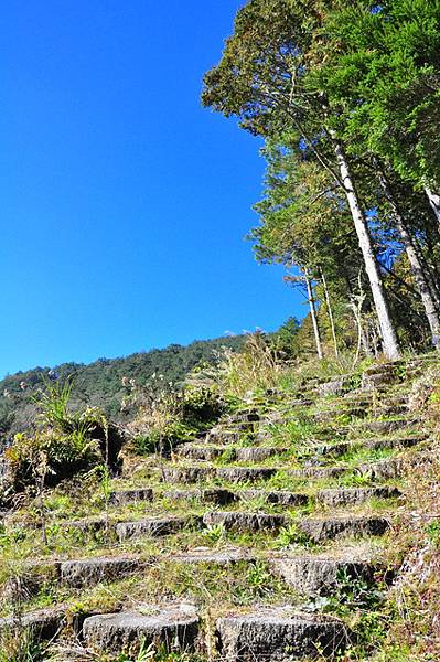 建議直行走向陽、向松步道