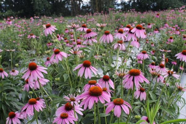 紫錐花園