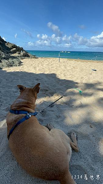 【墾丁住宿】福華小灣會館寵物也能一起去！，狗狗也能一起進房間