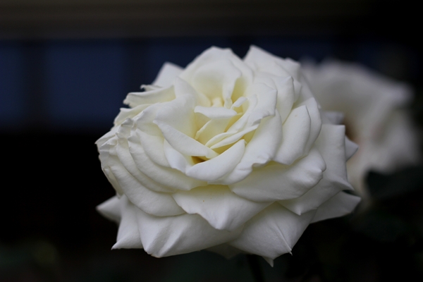 媽媽種的白玫瑰