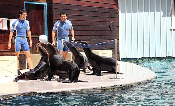 遠雄海洋公園，海獅表演