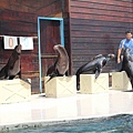 遠雄海洋公園，海獅表演