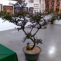 20100428(010).jpg