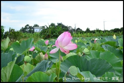 台南白河。賞蓮(5).jpg