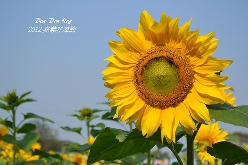 2012嘉義花海節(1).jpg