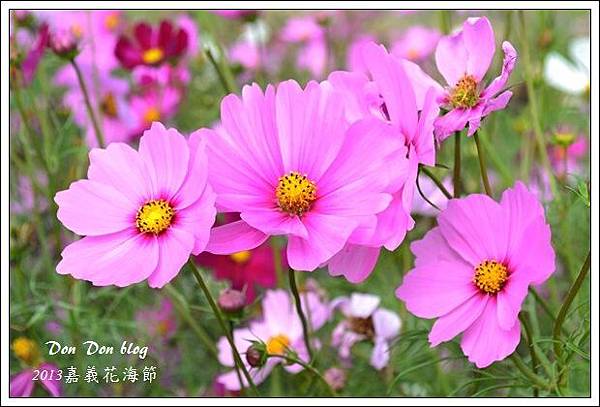 2013年嘉義花海節(13).JPG