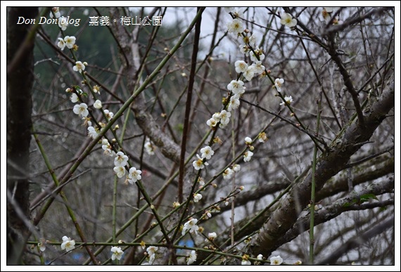 2012.12.27嘉義梅山公園賞梅(12).JPG