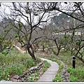 2012.12.27嘉義梅山公園賞梅(10).JPG