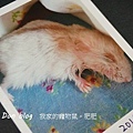 肥肥生活照(13)