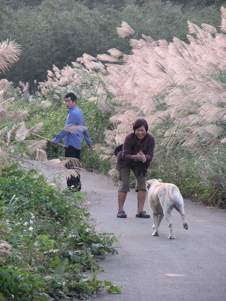 芒草步道