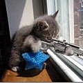 sniper-cat.jpg