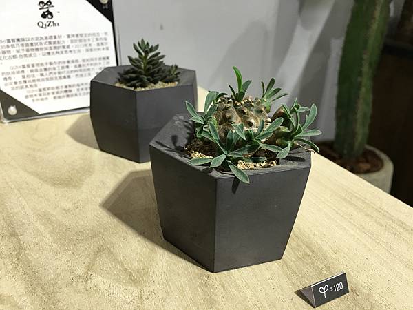 有肉Succulent&Gift41.jpg