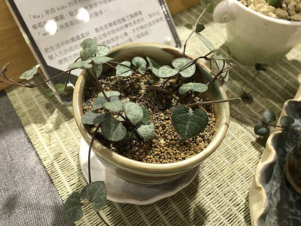 有肉Succulent&Gift48.jpg