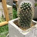 有肉Succulent&Gift60.jpg