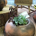 有肉Succulent&Gift85.jpg