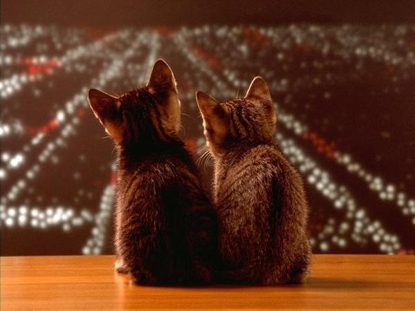 cat-相依 cat-相依