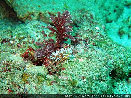 Nudibranch 翼蓑亞目