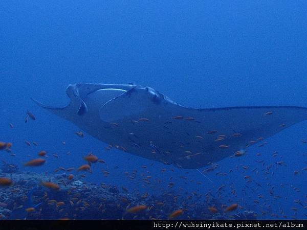 Manta Manta