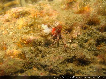 boxer crab