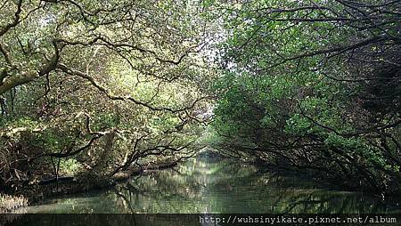 四草紅樹林水上綠色隧道 四草紅樹林水上綠色隧道