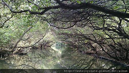 四草紅樹林水上綠色隧道 四草紅樹林水上綠色隧道