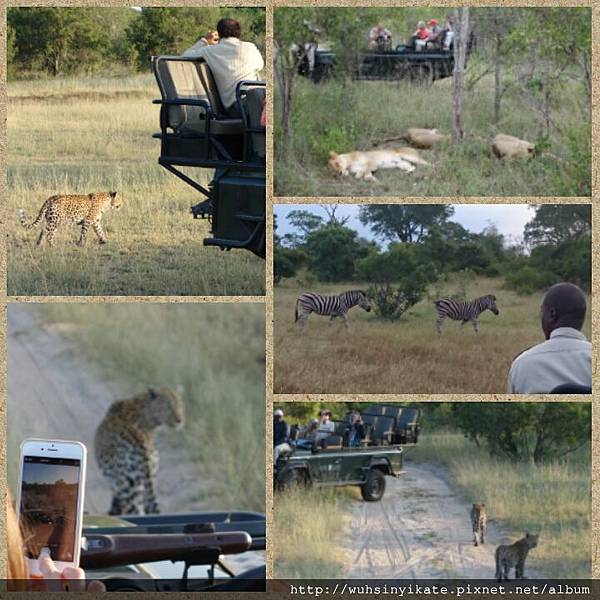 Safari @ Sabi Sands Game Reserve Safari @ Sabi Sands Game Reserve