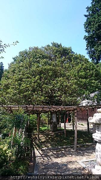 竹生島宝厳寺 もちの木 竹生島宝厳寺 もちの木